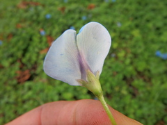 Parochetus africanus