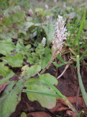 Plantago palmata