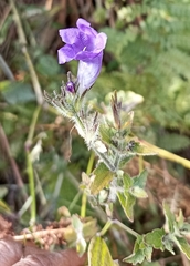 Strobilanthes atropurpurea