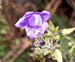 Strobilanthes atropurpurea