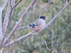 Garrulus lanceolatus