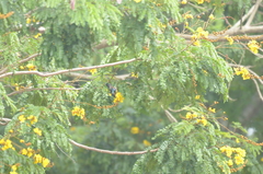 Anthreptes malacensis