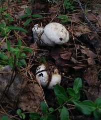Leccinum percandidum