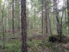 Leccinum percandidum