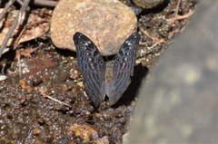 Euryphura achlys