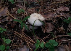 Leccinum percandidum