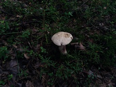 Leccinum percandidum