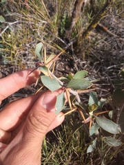 Berberis grevilleana