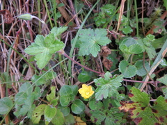 Hypericum peplidifolium