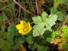 Hypericum peplidifolium
