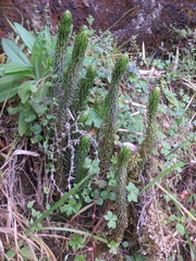 Phlegmariurus saururus