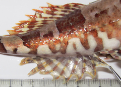 Myoxocephalus aenaeus