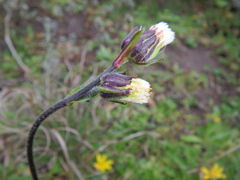 Eschenbachia subscaposa