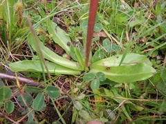 Eschenbachia subscaposa