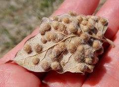 Celticecis pubescens