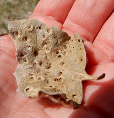 Celticecis pubescens