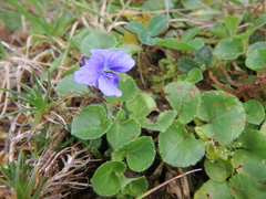 Viola eminii