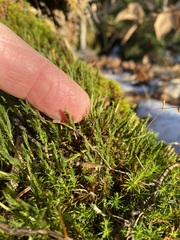 Polytrichum pallidisetum