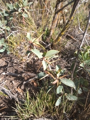 Berberis grevilleana