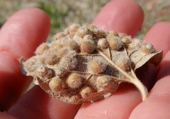 Celticecis pubescens