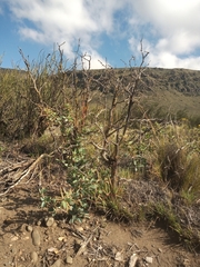 Berberis grevilleana