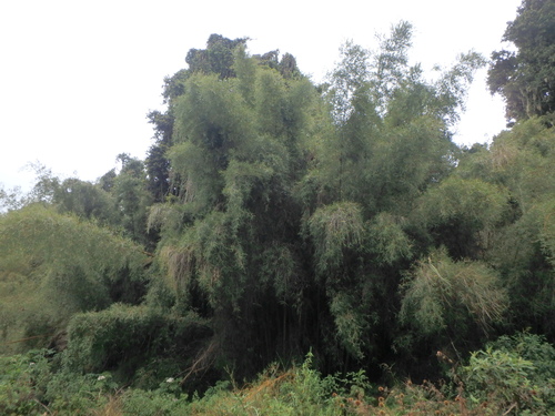Oldeania alpina