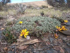 Trichocline dealbata