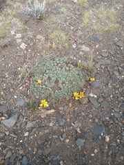 Trichocline dealbata