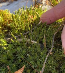 Polytrichum pallidisetum