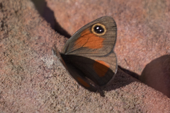 Stygionympha wichgrafi