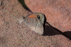 Stygionympha wichgrafi