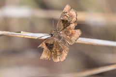 Eretis umbra umbra