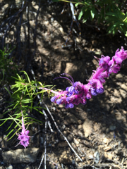 Trichostema lanatum