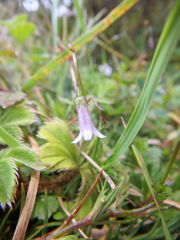 Wahlenbergia silenoides