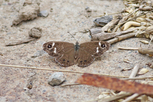 Lasiommata deidamia