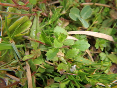 Wahlenbergia silenoides
