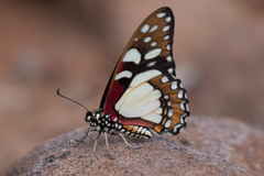 Graphium morania