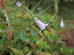 Wahlenbergia silenoides