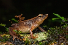 Micrixalus nelliyampathi