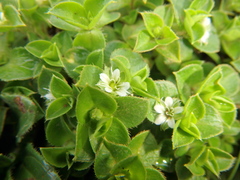 Silene kenyana
