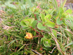 Hypericum peplidifolium