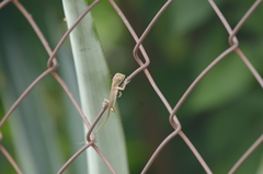 Calotes versicolor