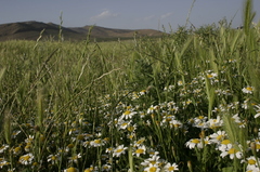 Hordeum murinum glaucum