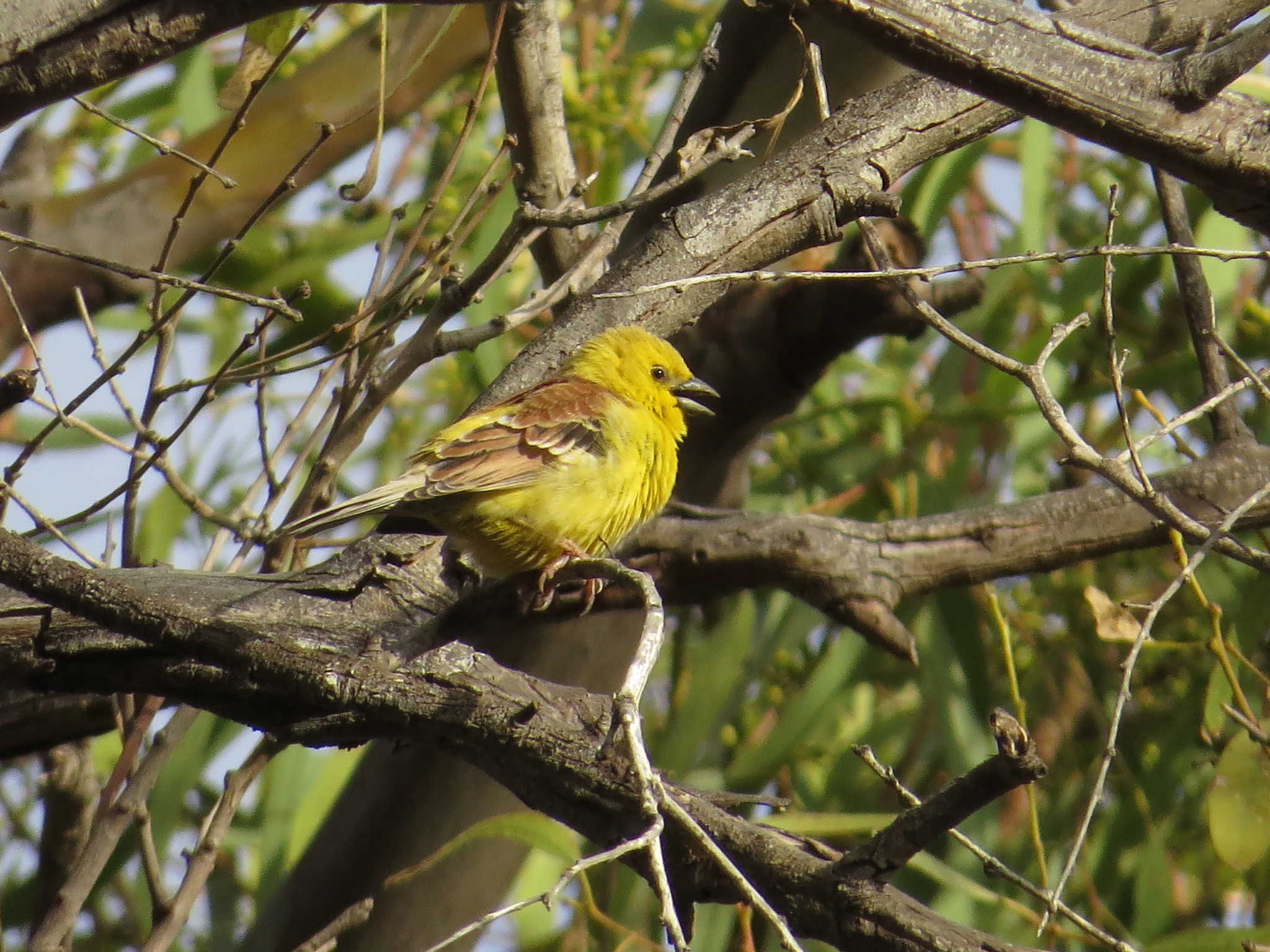 Sudan Golden Sparrow illustration