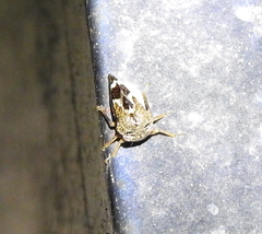 Cyrtolobus tuberosus