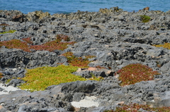 Sesuvium microphyllum