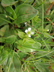 Silene kenyana