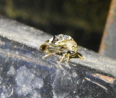 Cyrtolobus tuberosus