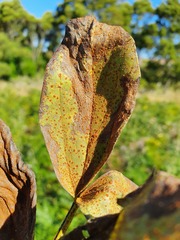 Uromyces viciae-fabae