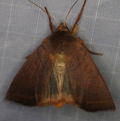 Epiglaea apiata